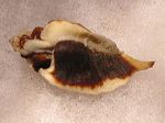 Murex Jaton decussata